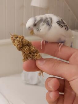 A bird pecking some food whilst being held.