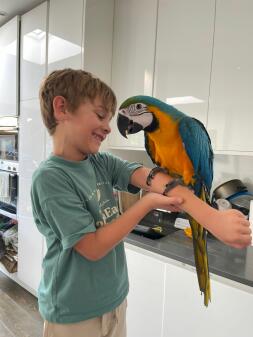 Missing macaw acton w3 london