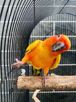 Rubii the sun conure enjoying his summer