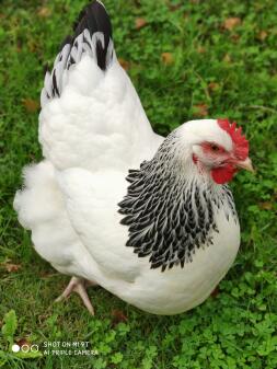 Chicken in garden