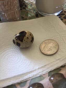 A quail egg compared to a quarter