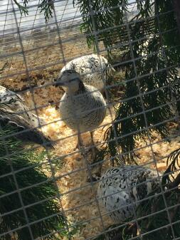 Snowflake quail