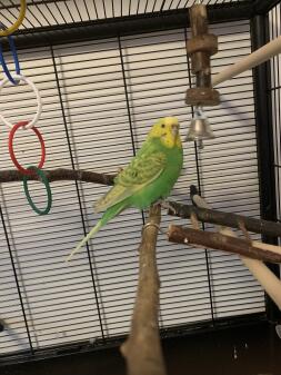 Budgie perched on a stick in a bird cage with hanging toys