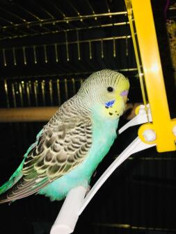 Budgie in cage