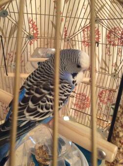 My baby budgie in is new cage