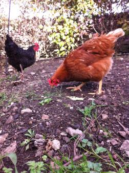 Autumn brings bugs and leaves for chickens to play with