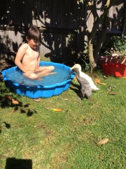 Oi that's our paddling pool