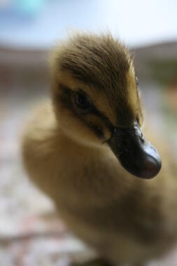 Dave, 2 day old runner duckling.