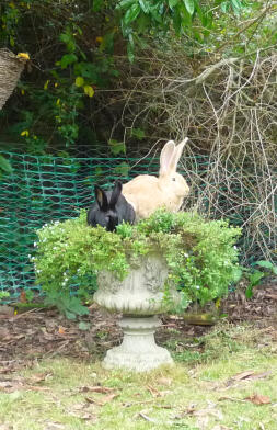 naughty rabbits Bon Bon and Muffin