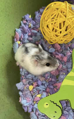 Our hamster ‘Cutie’ named by my 2 year old!