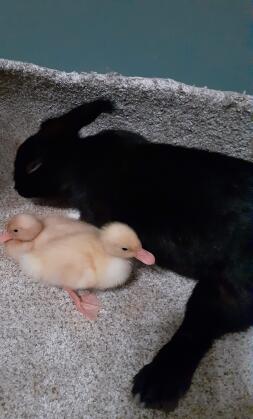 Black rabbit and two little ducks
