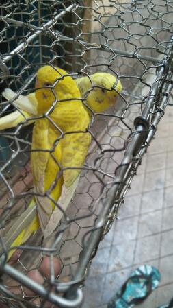 Fallow budgies