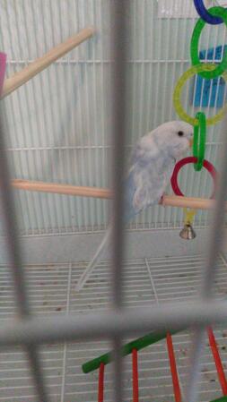 One of my budgies, Pietro