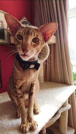 This is Billy, a pedigree Caramel Spotted Tabby Oriental.  A character and a delightful chap.