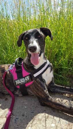 Dog wearing pink dog harness