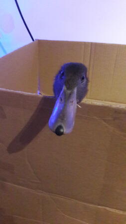 No your not coming out