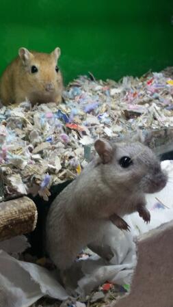 Chinchilla coloured gerbil 