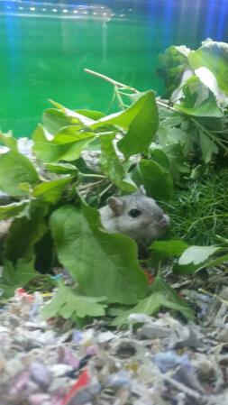 Gerbil eatting natural forage 