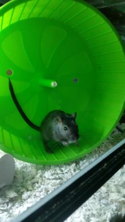 Gerbil wheel