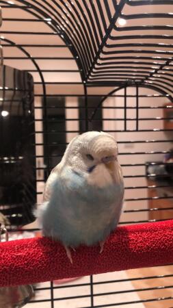 My baby budgie bobby