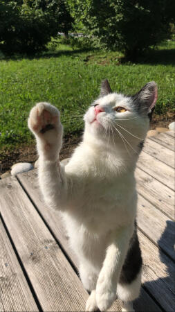 A playful cat holding up it's paw.