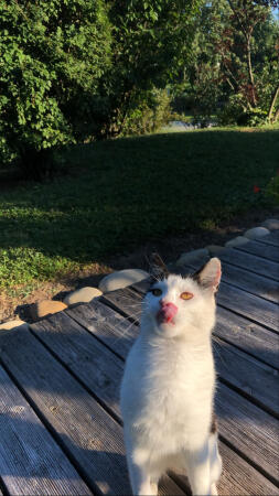 A playful cat licking it's lips.