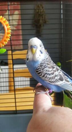 Bubbles the budgie 