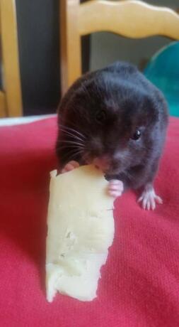 Black hamster having some cheese 