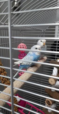 Budgies in cage