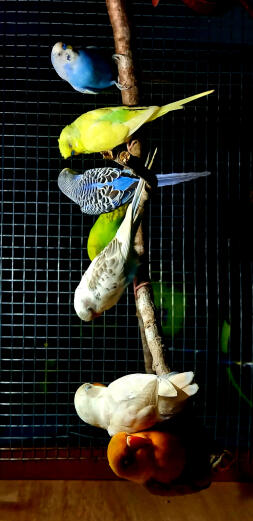 Budgies 