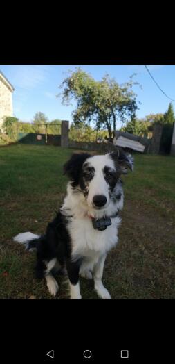 A black and white dog sat in a garden