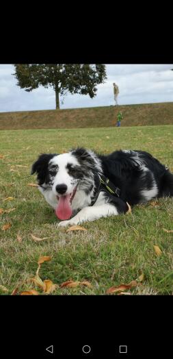 A black and white dog lying on some grass in a field