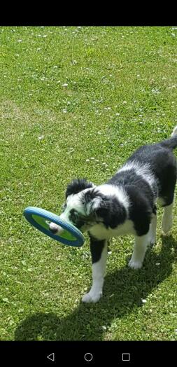 A black and white dog holding a toy in its mouth walking across a garden