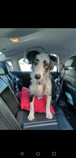 A black and white dog in the back of a car