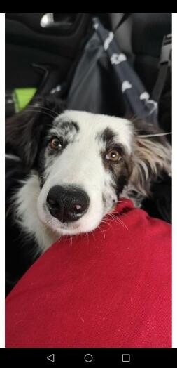 A close up photo of a black and white dog