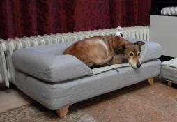 Dog sleeping on Omlet Topology dog bed with grey bolster topper