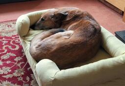 The old man enjoying his new memory foam mattress bed.