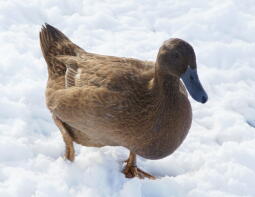 Duck in the snow