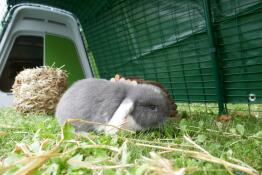 A little grey and white rabbit enjoying some grass in his enclosure