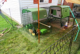 Our just-assembled Eglu coop and run. our ladies and our tiny backyard approve!