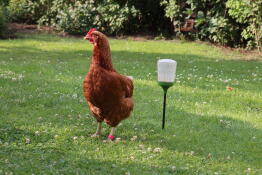 An orange hen standing next to an empty peck feeder on a garden lawn
