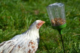 A white and brown chicken eating food from a peck toy