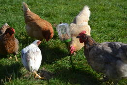 A group of orange white and grey chickens eating corn from a peck toy