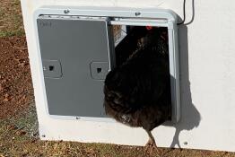 A chicken walking through an automatic door opener.