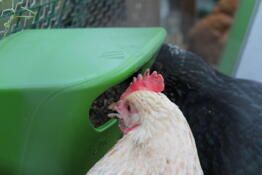 Maia (front) and lyra (back) quickly learnt how to use the new feeder.