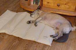 Gismo feels comfortable on the new cooling mat