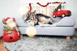 Dog laying on Omlet Topology dog bed with bolster topper and round wooden feet