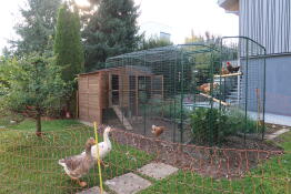 A large walk in chicken run attached to a wooden chicken coop.