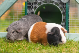 The guinea pigs arriving in their new run courtesy of their Zippi Omlet tunnel
