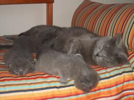A grey mother cat with three kitten sleeping on a stripy bed